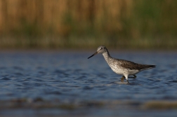 Vodouš šedý  ( Tringa nebularia )