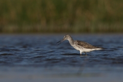 Vodouš šedý  ( Tringa nebularia )