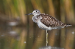 Vodouš šedý ( Tringa  nebularia )