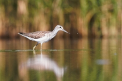 Vodouš šedý ( Tringa  nebularia )