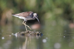 Vodouš šedý ( Tringa  nebularia )