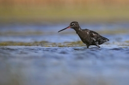 Vodouš tmavý  ( Tringa erythropus )