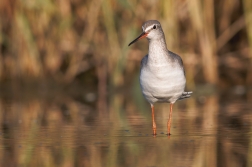 Vodouš tmavý  ( Trynga erythropus )