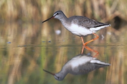 Vodouš tmavý  ( Trynga erythropus )