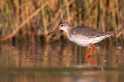 Vodouš tmavý  ( Trynga erythropus )