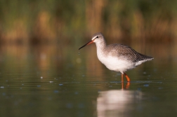 Vodouš tmavý  ( Trynga erythropus )