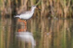 Vodouš tmavý  ( Trynga erythropus )