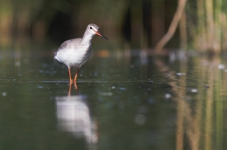 Vodouš tmavý  ( Trynga erythropus )