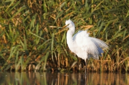 Volavka bílá ( Egretta alba )