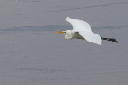 Volavka bílá ( Egretta alba )