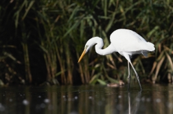 Volavka bílá ( Egretta alba )