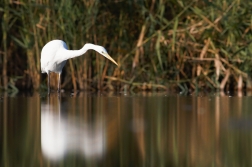 Volavka bílá ( Egretta alba )