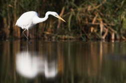 Volavka bílá ( Egretta alba )