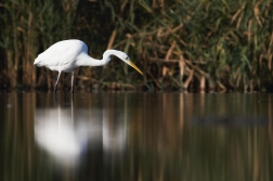 Volavka bílá ( Egretta alba )