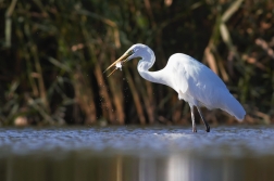 Volavka bílá ( Egretta alba )