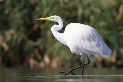 Volavka bílá ( Egretta alba )