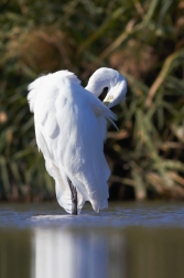 Volavka bílá ( Egretta alba )