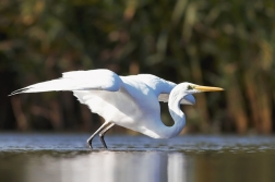 Volavka bílá ( Egretta alba )