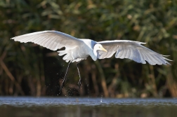 Volavka bílá ( Egretta alba )