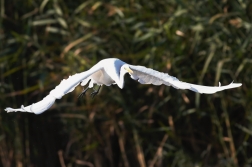 Volavka bílá ( Egretta alba )