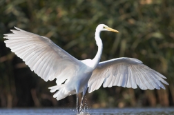 Volavka bílá ( Egretta alba )