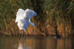 Volavka bílá ( Egretta alba )