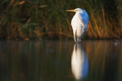 Volavka bílá ( Egretta alba )