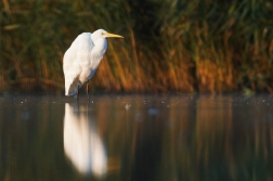 Volavka bílá ( Egretta alba )