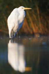 Volavka bílá ( Egretta alba )