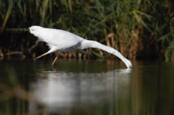 Volavka bílá  ( Egretta alba )