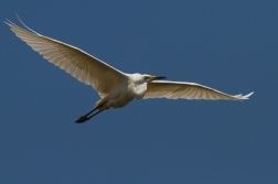 Volavka bílá  ( Egretta alba )