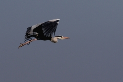 Volavka popelavá ( Ardea cinerea )