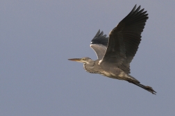 Volavka popelavá ( Ardea cinerea )