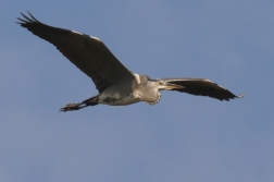 Volavka popelavá ( Ardea cinerea )