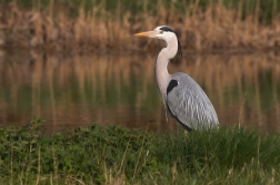 Volavka popelavá ( Ardea cinerea )