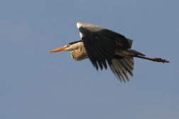 Volavka popelavá ( Ardea cinerea )