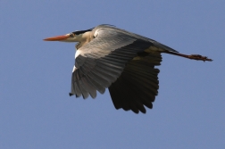 Volavka popelavá ( Ardea cinerea )