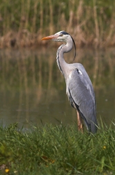 Volavka popelavá ( Ardea cinerea )