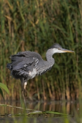 Volavka popelavá ( Ardea cinerea )