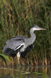 Volavka popelavá ( Ardea cinerea )