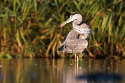 Volavka popelavá ( Ardea cinerea )