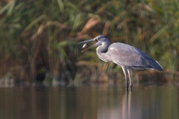 Volavka popelavá ( Ardea cinerea )