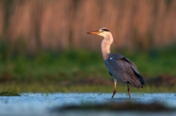 Volavka popelavá  ( Ardea cinerea )