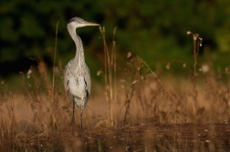 Volavka popelavá  ( Ardea cinerea )