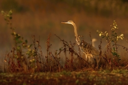 Volavka popelavá  ( Ardea cinerea )