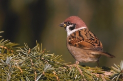 Vrabec polní  ( Passer montanus )