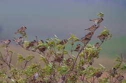 Vrabec polní  ( Passer montanus )