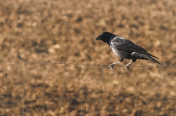 Vrána obecná  šedá ( Corvus corone...