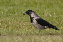 Vrána obecná šedá (Corvus corone cornix (