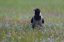 Vrána obecná šedá (Corvus corone cornix (